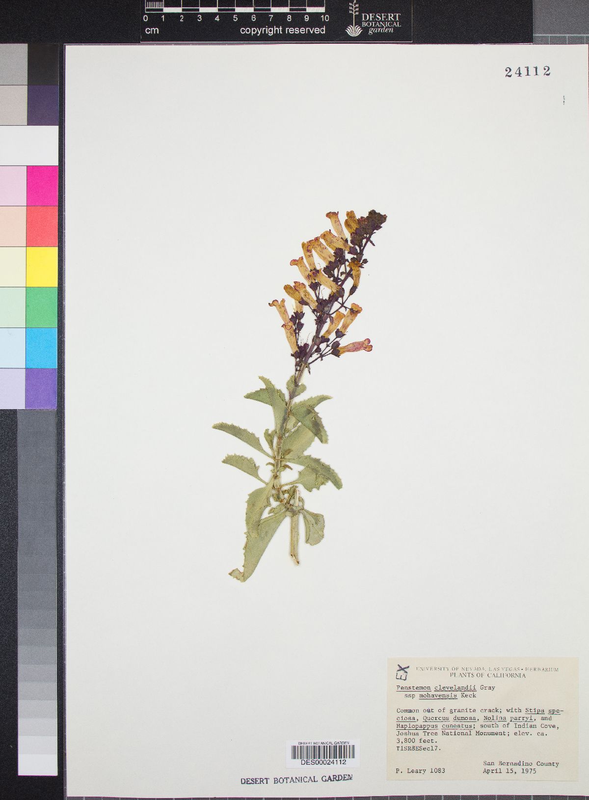 Penstemon clevelandii subsp. mohavensis image