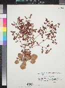 Eriogonum deflexum image