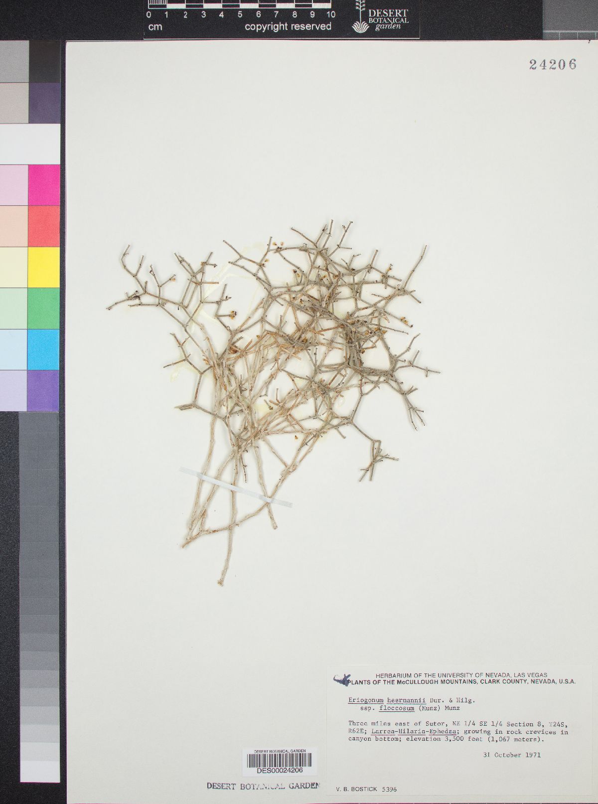 Eriogonum heermannii var. floccosum image