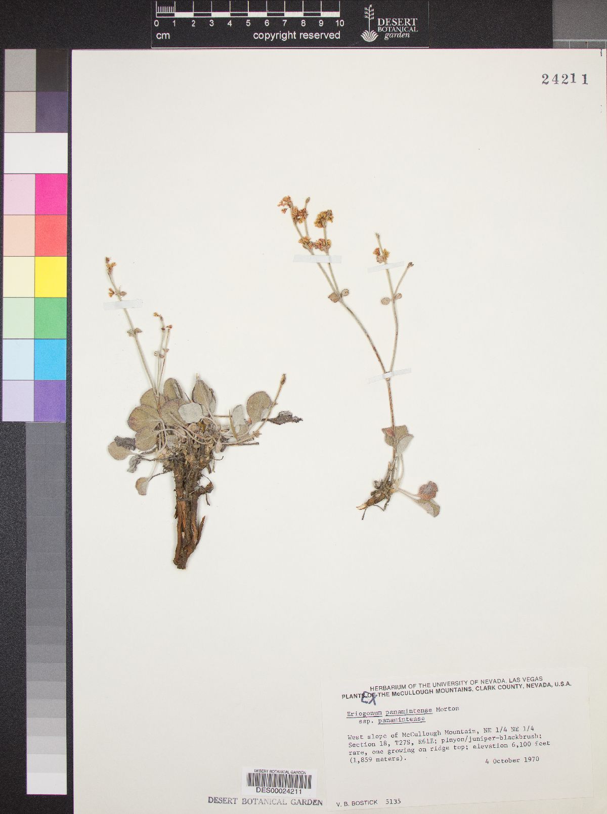 Eriogonum panamintense subsp. panamintense image