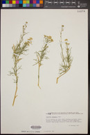 Lepidium fremontii image