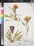 Oenothera brachycarpa image