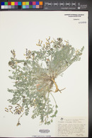 Astragalus tidestromii image
