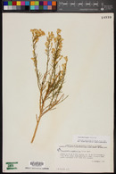 Ericameria paniculata image