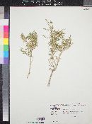 Galium stellatum subsp. eremicum image