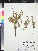 Waltheria indica image