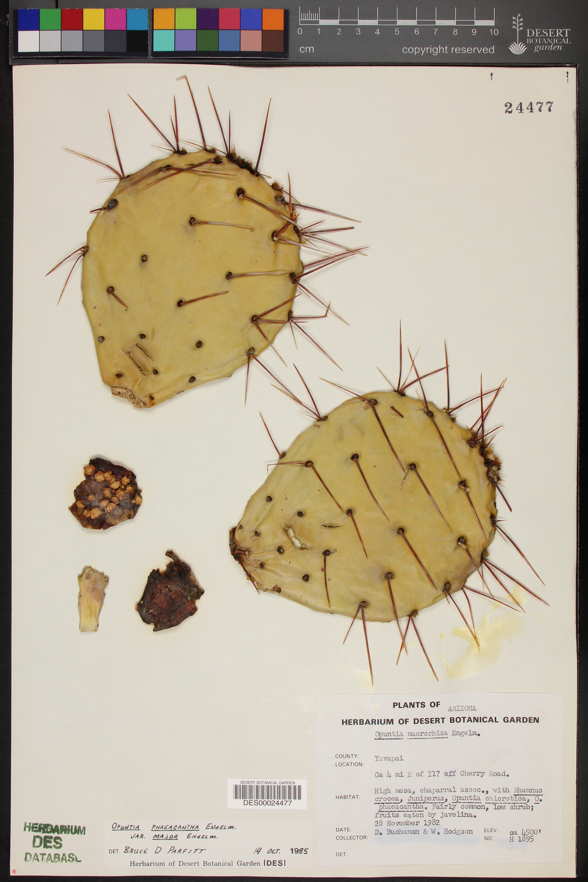 Opuntia phaeacantha var. major image