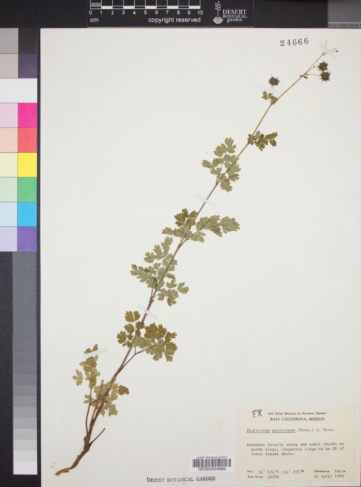 Thalictrum polycarpum image