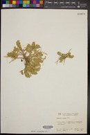 Lepidium latipes image