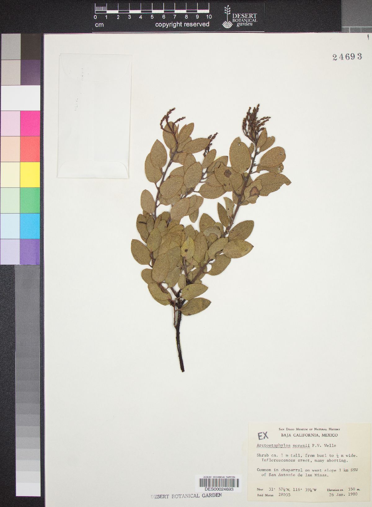 Arctostaphylos moranii image