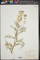 Astragalus oxyphysus image