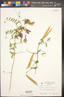 Lathyrus splendens image