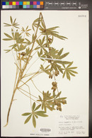 Lupinus longifolius image