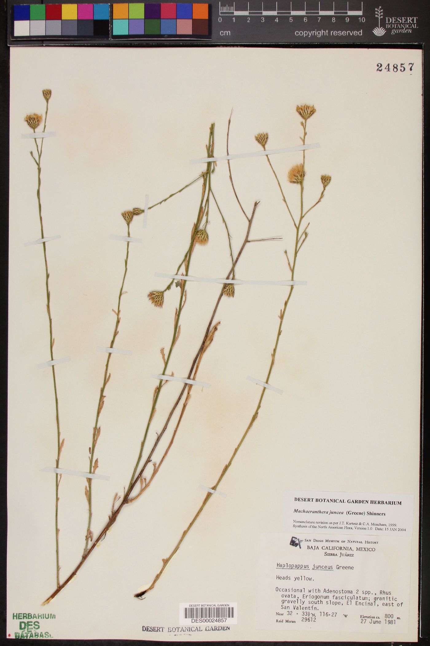 Machaeranthera juncea image