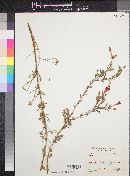 Epilobium canum subsp. mexicanum image