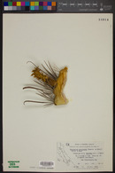 Ferocactus peninsulae image