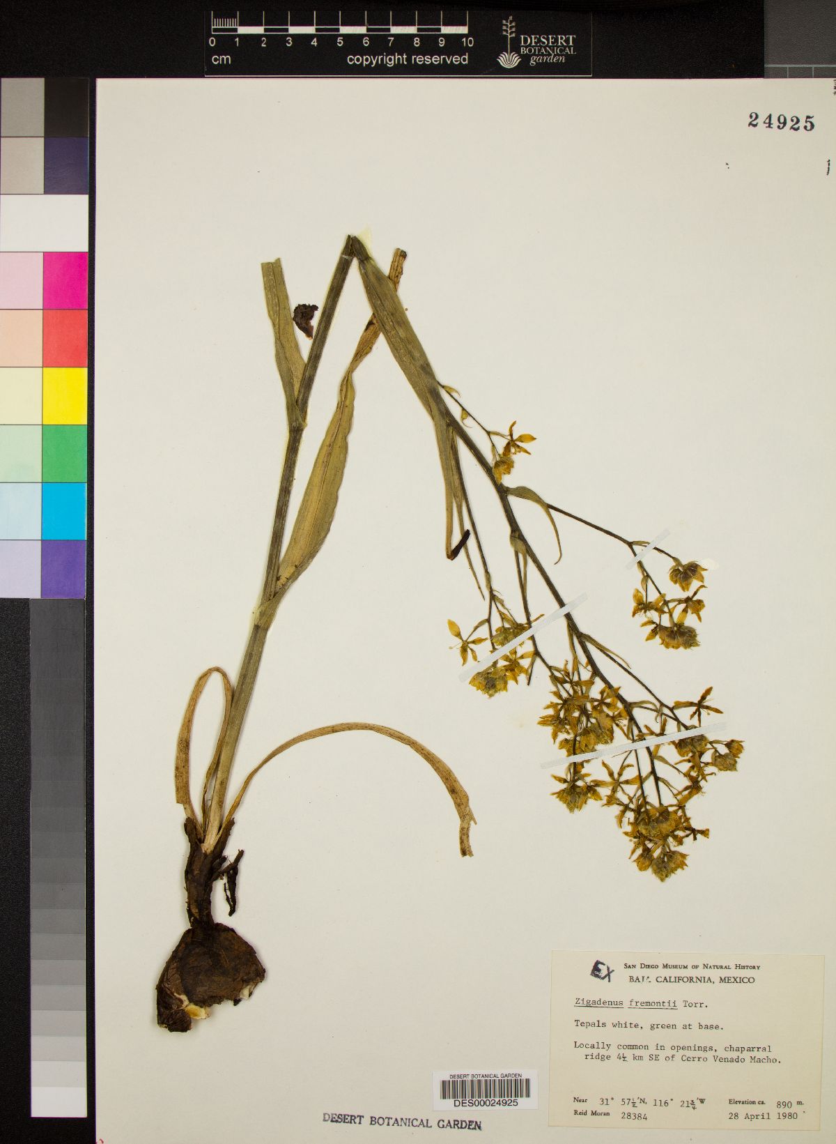 Zigadenus fremontii image