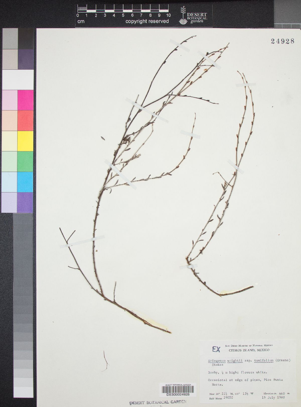 Eriogonum wrightii var. taxifolium image