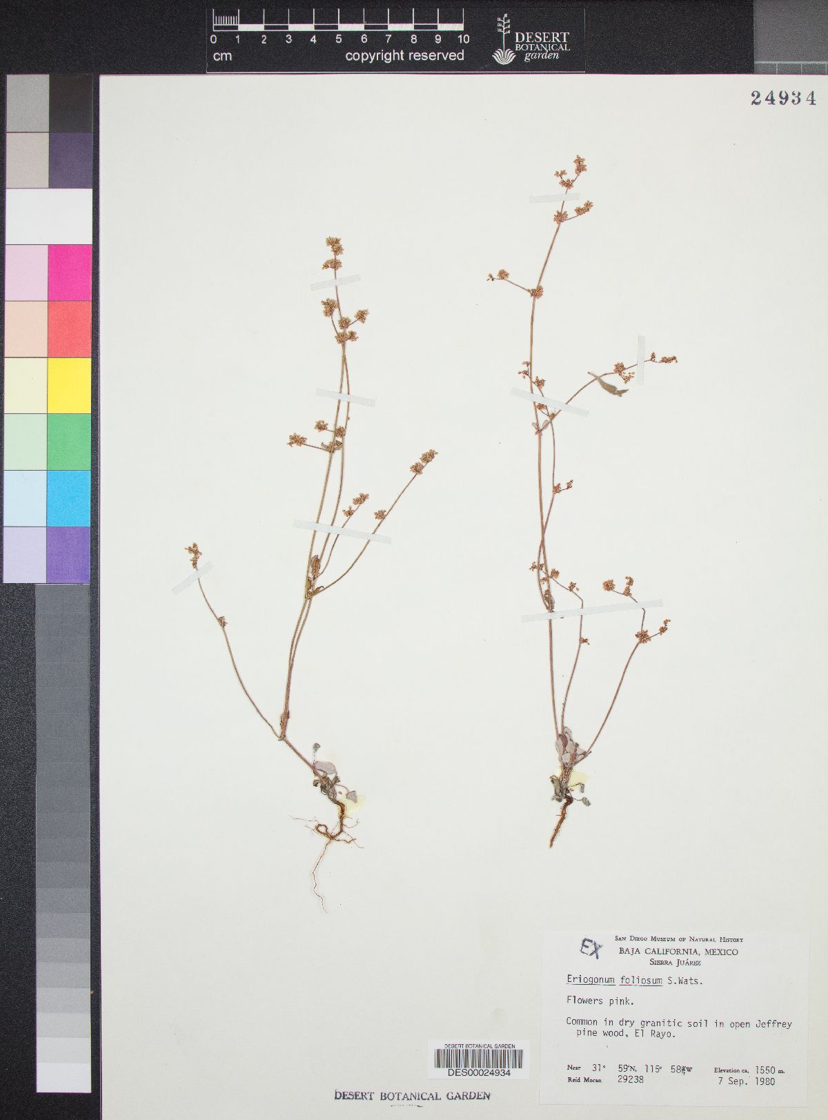 Eriogonum foliosum image
