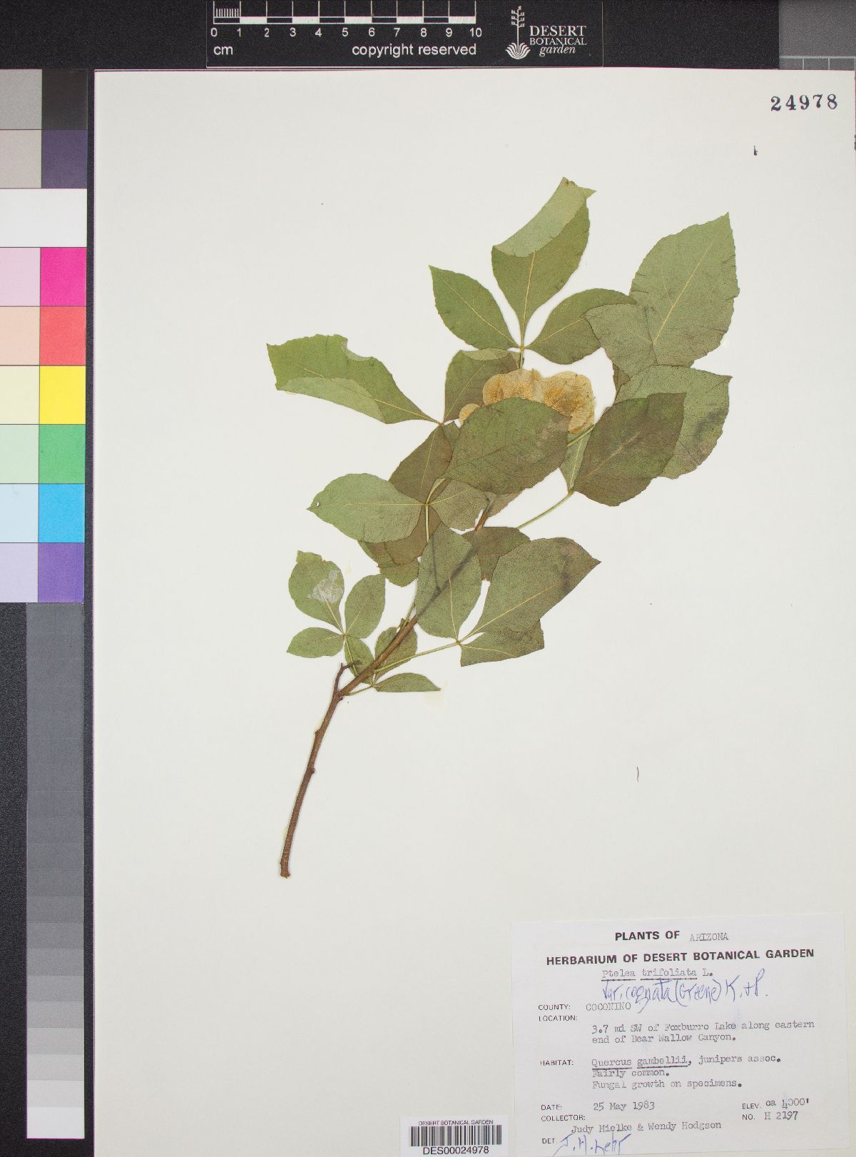 Ptelea trifoliata var. cognata image