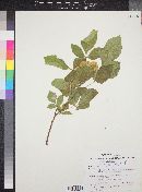 Ptelea trifoliata var. cognata image
