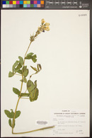 Thermopsis montana var. montana image