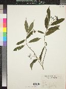 Media resource of Faramea stenura