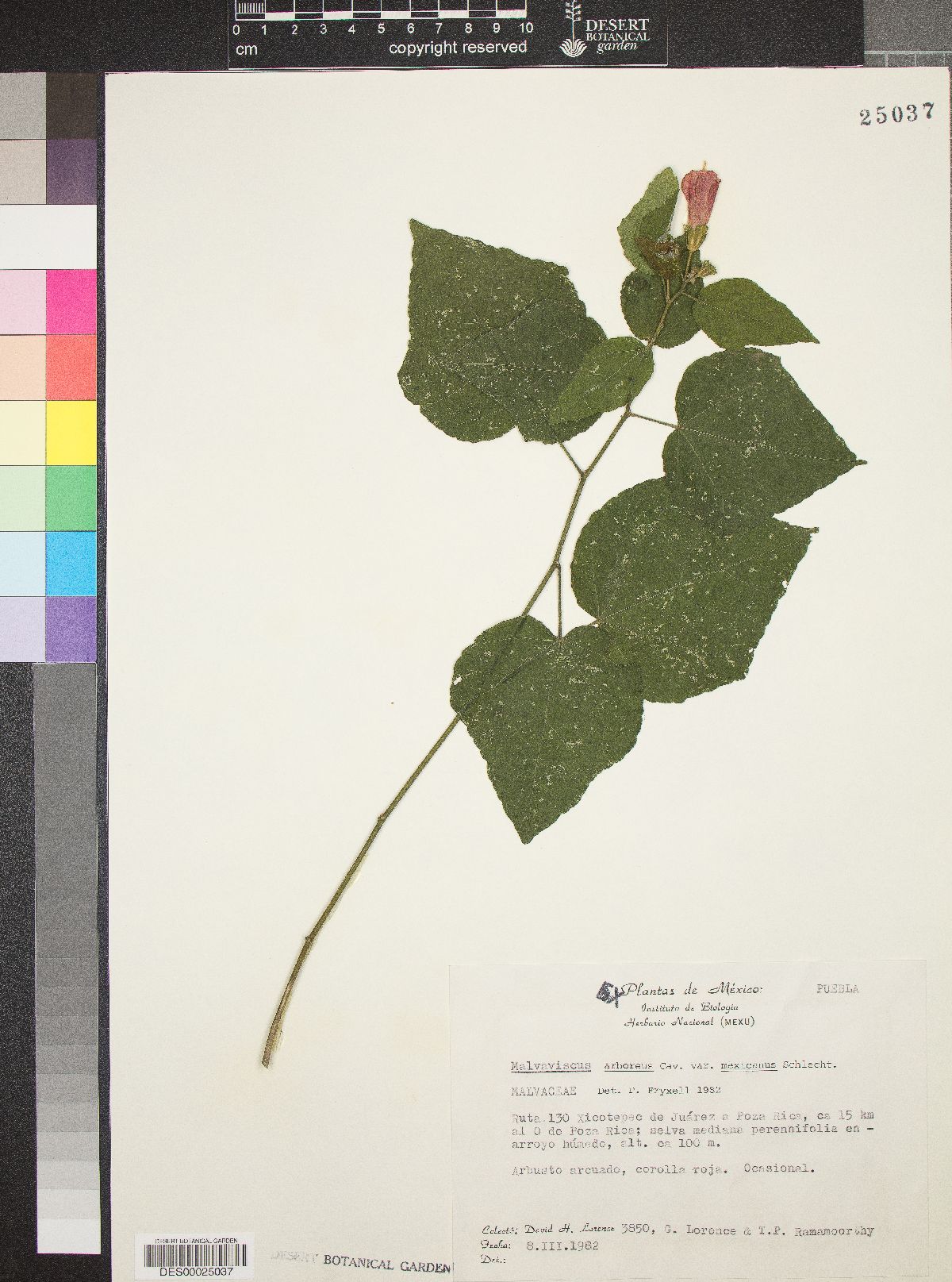 Malvaviscus arboreus var. mexicanus image