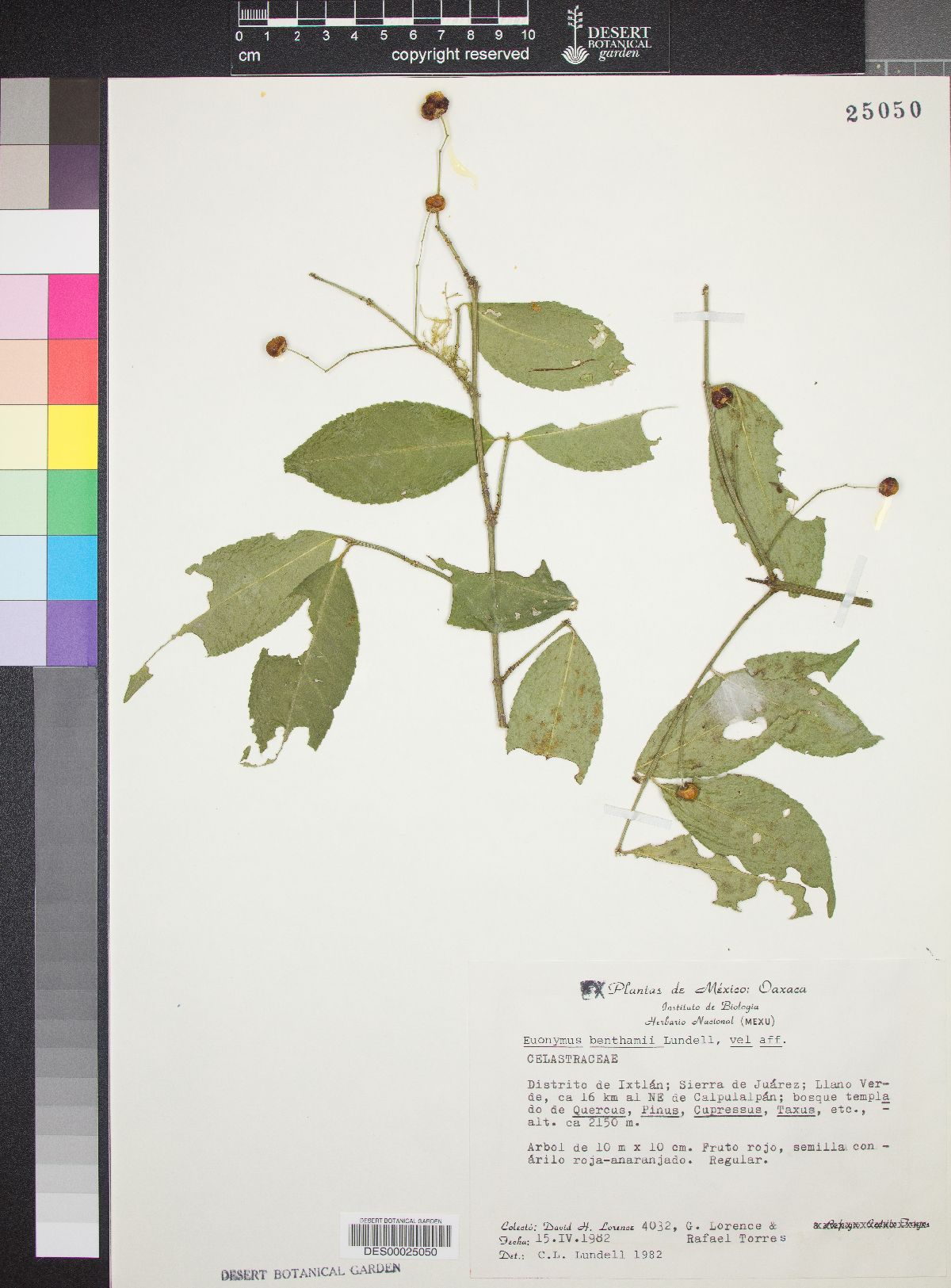 Euonymus benthamii image