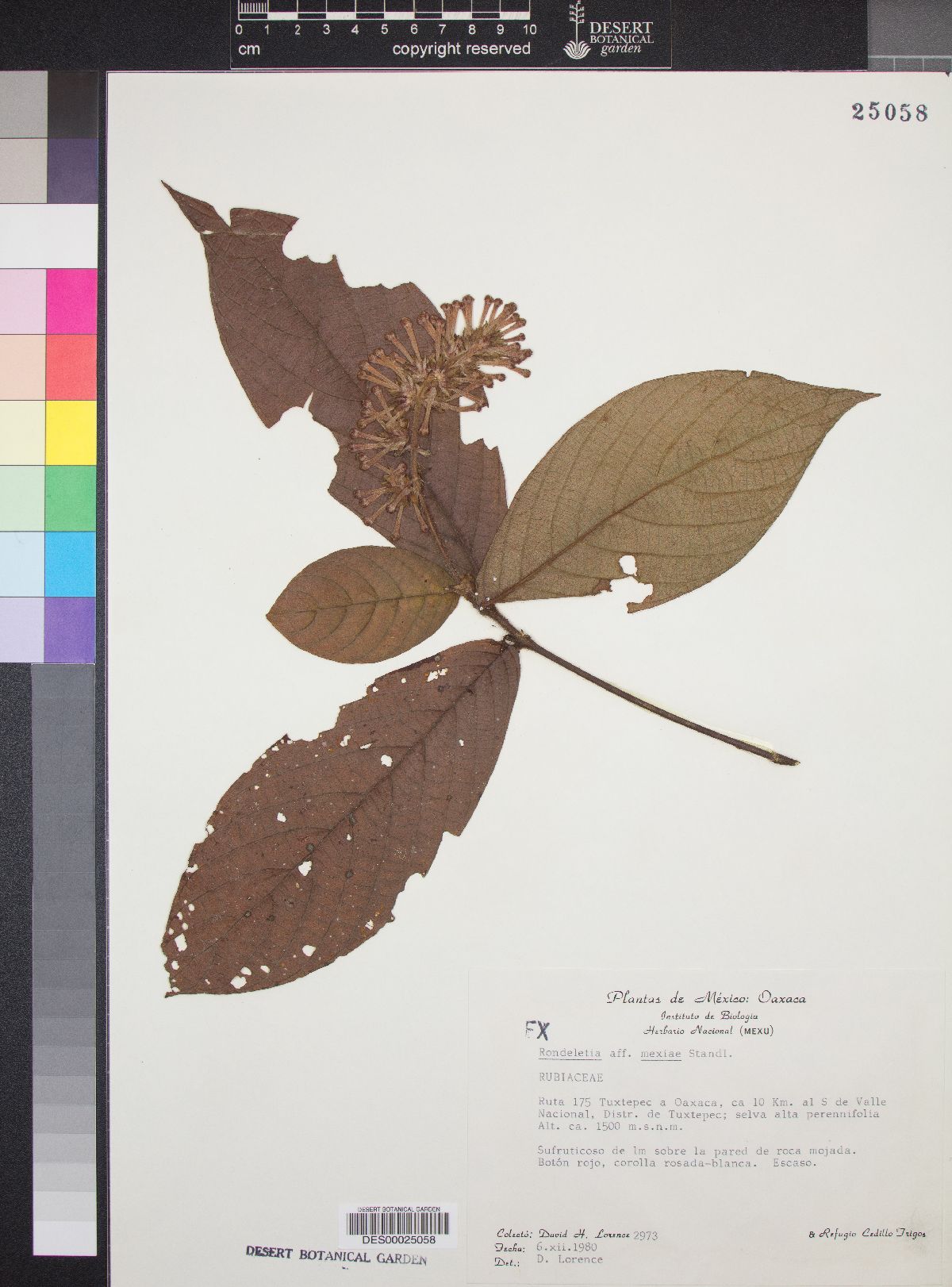 Rondeletia mexiae image