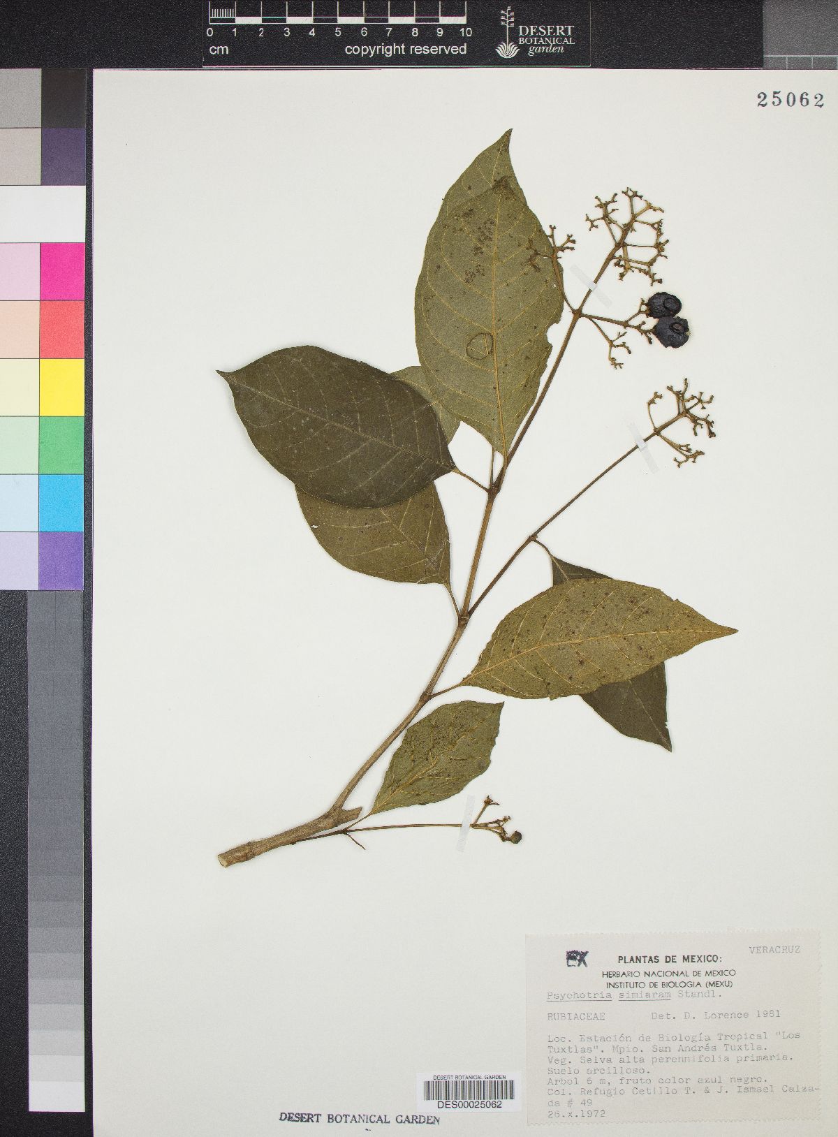 Psychotria simianensis image