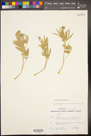 Lupinus obtusilobus image