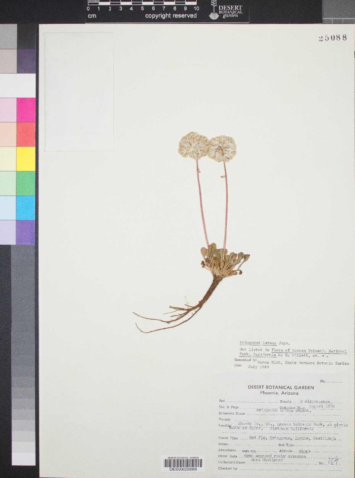 Eriogonum latens image