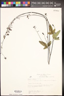 Desmodium subsessile image