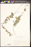 Desmodium subsessile image