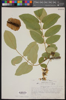 Piscidia grandifolia image