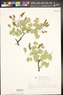 Image of Lonchocarpus obovatus