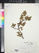 Bursera aloexylon image