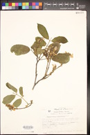 Hesperothamnus pentaphyllus image