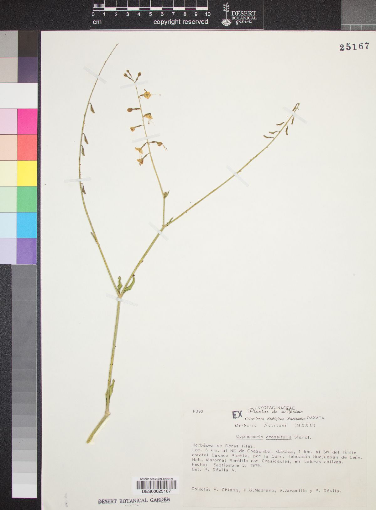 Cyphomeris crassifolia image