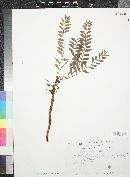 Pseudosmodingium multifolium image