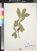 Quercus laurifolia image