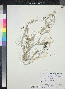 Astragalus lentiginosus var. borreganus image