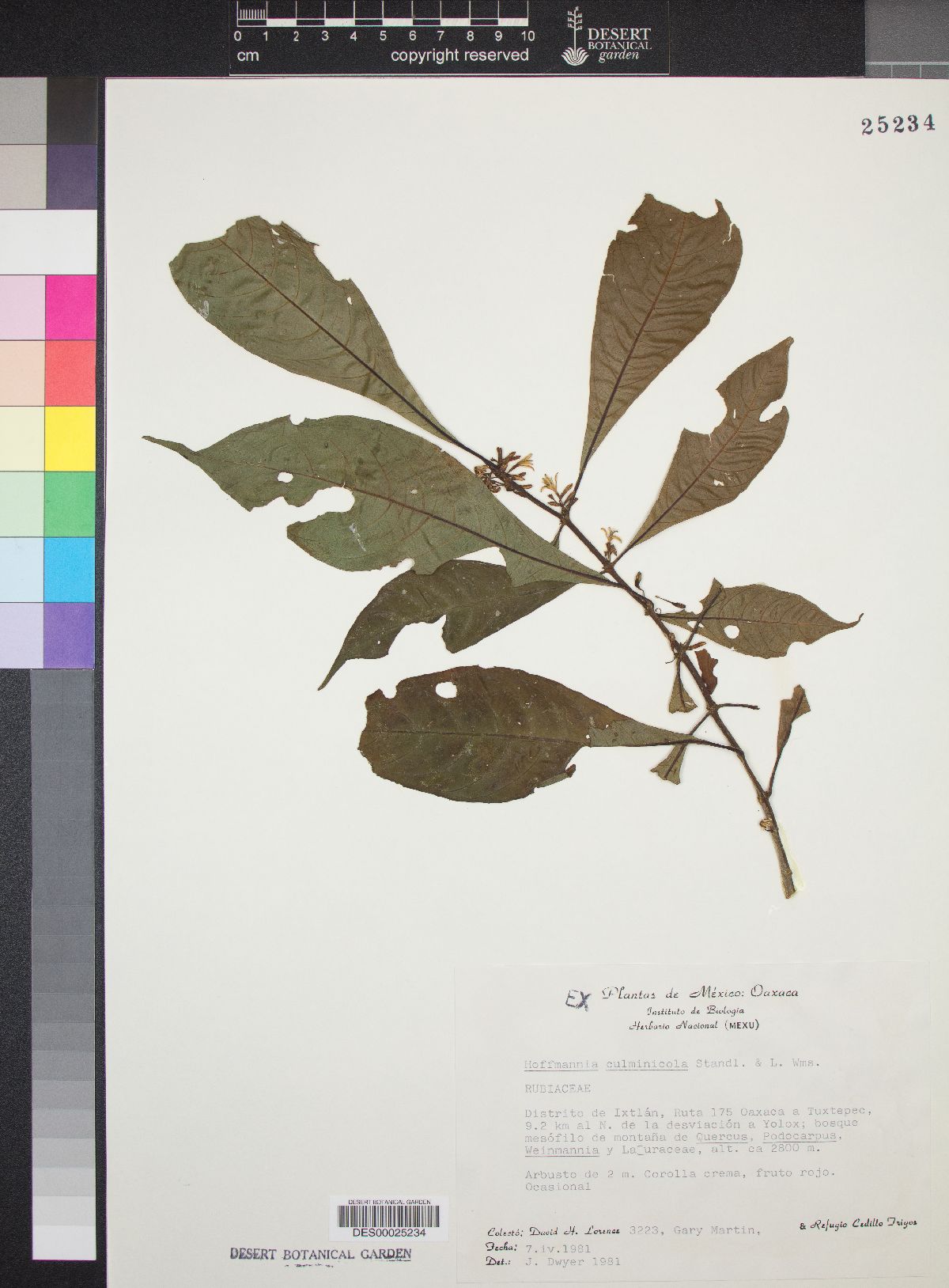 Hoffmannia culminicola image