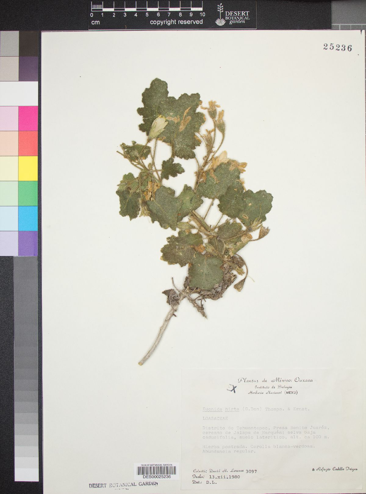 Eucnide hirta image
