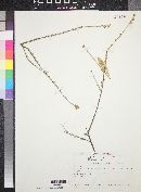 Setchellanthus caeruleus image