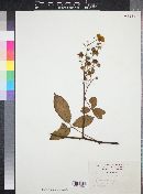 Rubus schiedeanus image