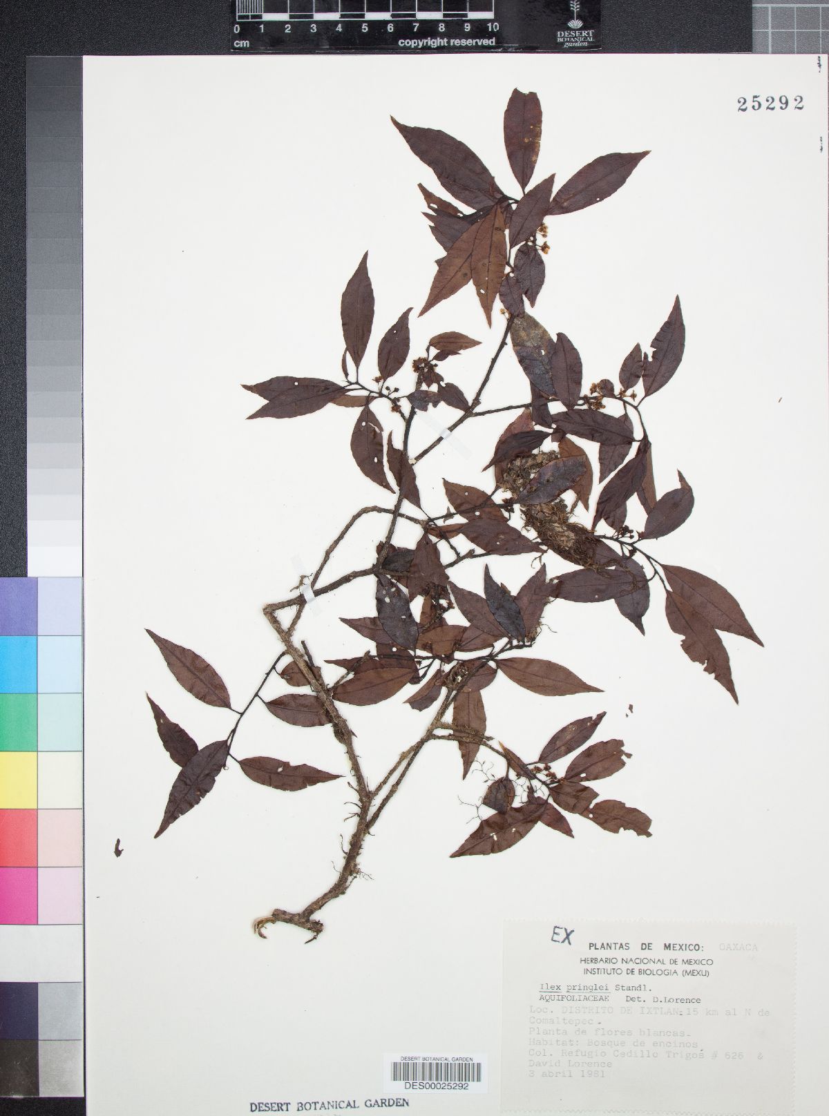 Ilex pringlei image
