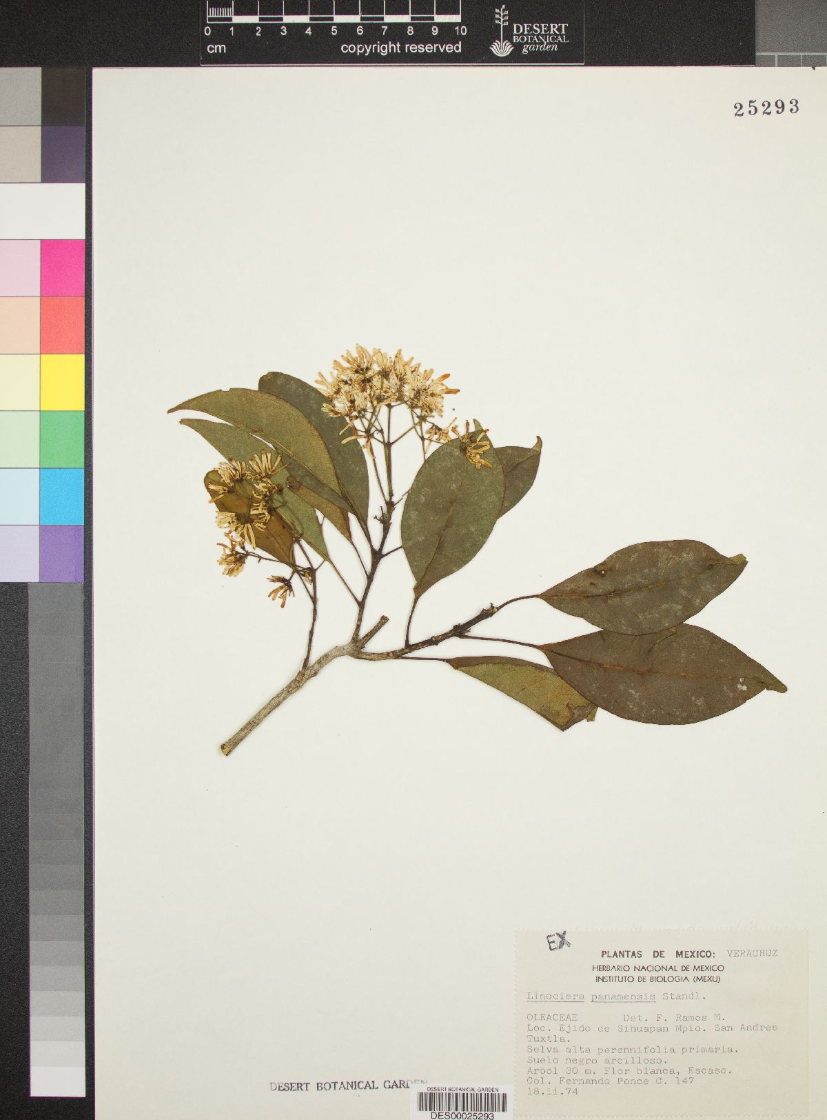 Chionanthus panamensis image