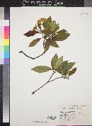 Chione mexicana image